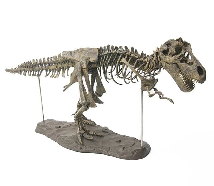 T-Rex Skeleton Model - Naturals - Beach & Outdoor Sandals